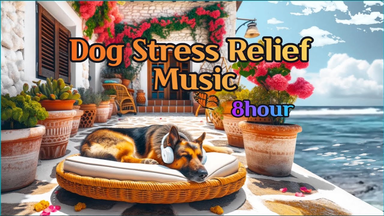 8 hour Dog Stress Relief🐶 Soft Rock Music and Ocean Waves ASMR🎧