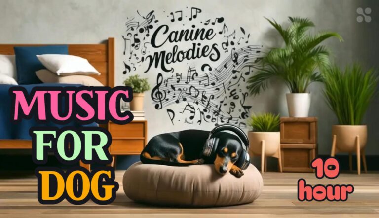 10 Hours of Music To Lower Dog's Anxiety with Dachshund.