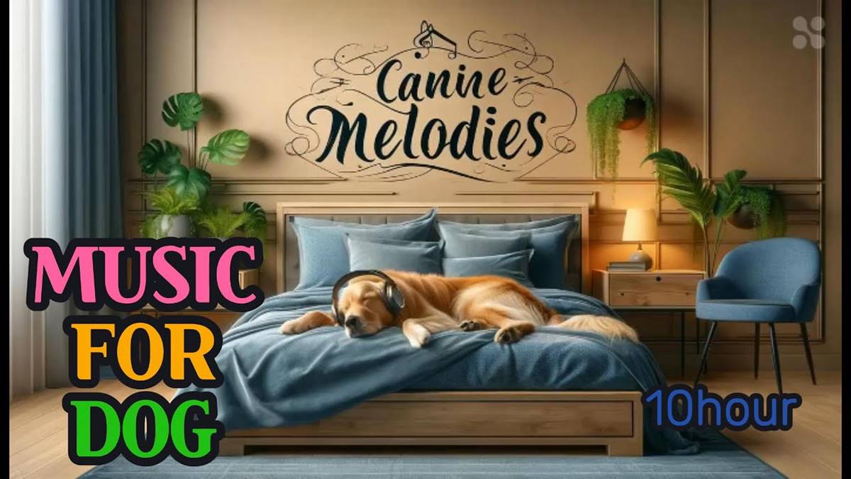 Relaxing music ♬Dog Music ♬calming music♬(Golden Retriever version)